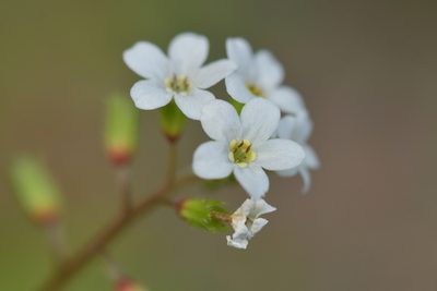 Myosotis forsteri, photographed by Christopher Stephens