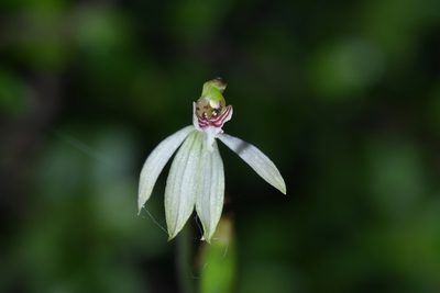 Caladenia chlorostyla, photographed by Christopher Stephens