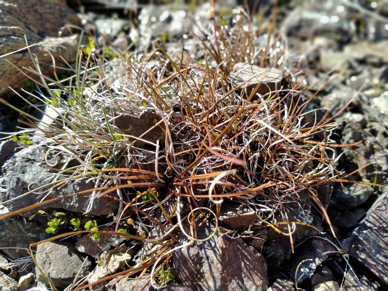 Carex uncifolia, photographed by John Barkla
