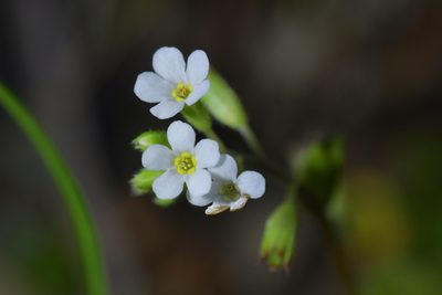 Myosotis forsteri, photographed by Christopher Stephens