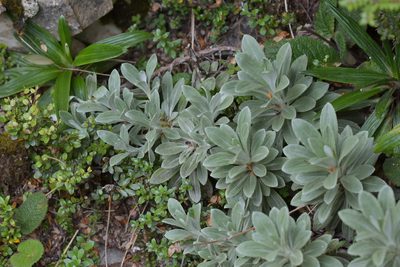 Celmisia incana, photographed by Christopher Stephens