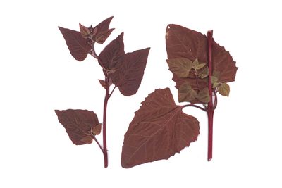 Atriplex hortensis, photographed by Dmitry Kulakov