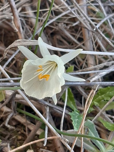 Narcissus cantabricus, photographed by Javier Sánchez Álvarez