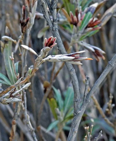 Mutisia orbignyana, photographed by Hugo Hulsberg