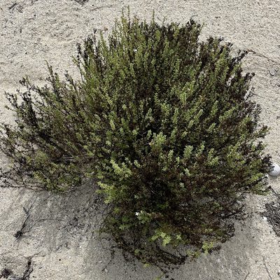 Stenotis mucronata, photographed by Bill Levine