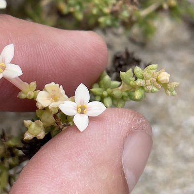 Stenotis mucronata, photographed by Bill Levine