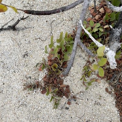Aristolochia monticola, photographed by Bill Levine