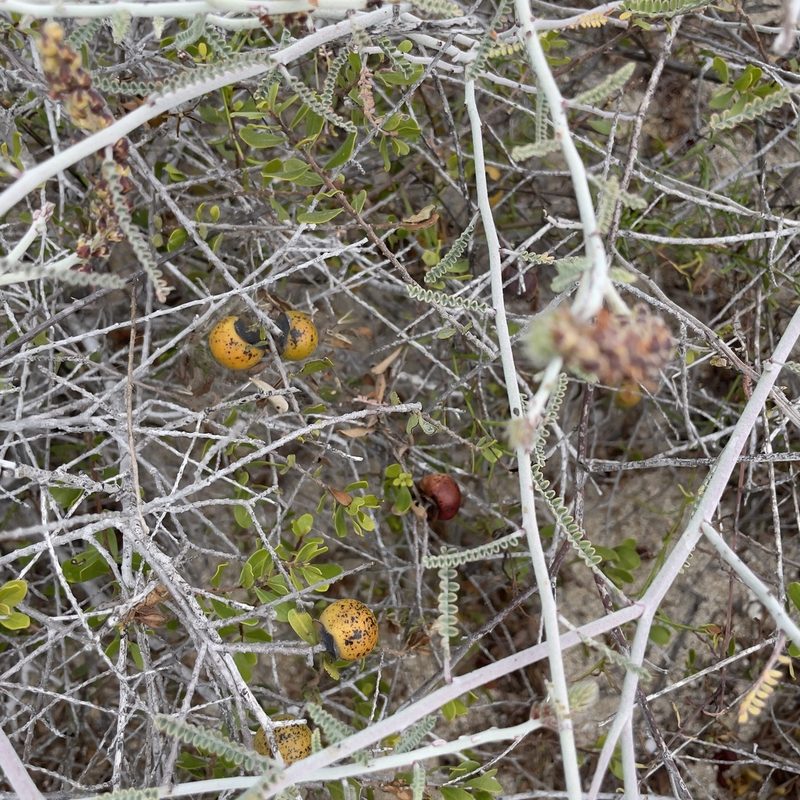 Diospyros intricata, photographed by Bill Levine