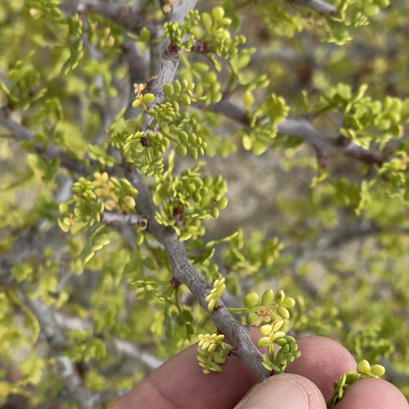 Bursera exequielii, photographed by Bill Levine