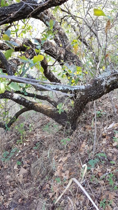 Quercus glaucoides, photographed by Eugenio Padilla