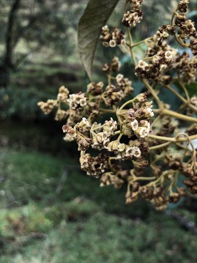 Buddleja bullata, photographed by Skjold Søndergaard