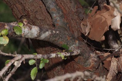 Ulmus parvifolia, photographed by Michelle W. （鍾偉瑋）