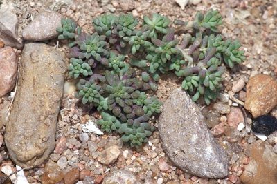 Sedum nuttallii, photographed by Michelle W. （鍾偉瑋）