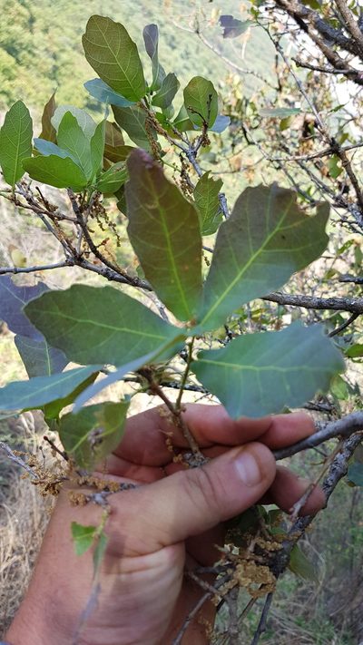 Quercus glaucoides, photographed by Eugenio Padilla