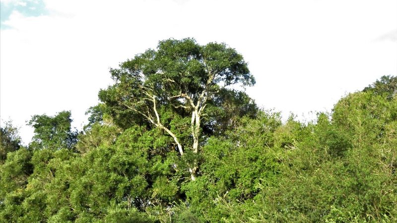 Lonchocarpus nitidus, photographed by Gustavo Puente