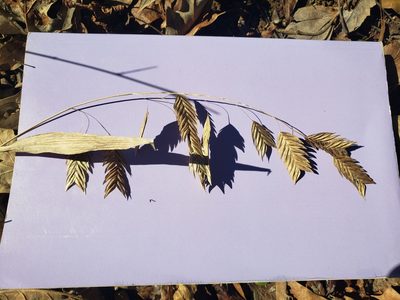 Chasmanthium latifolium, photographed by Jody Shugart