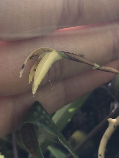 Maxillaria acuminata, photographed by Skjold Søndergaard