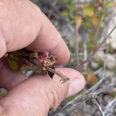 Acalypha californica, photographed by Bill Levine