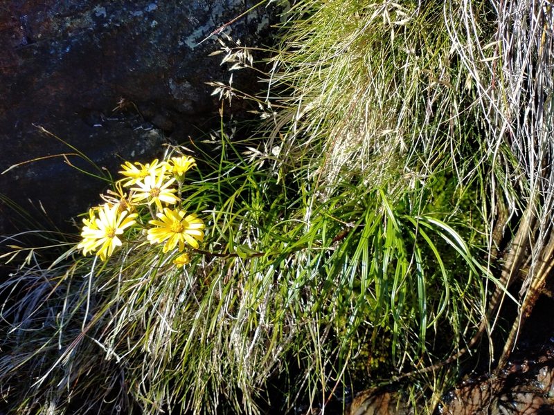 Dolichoglottis lyallii, photographed by John Barkla