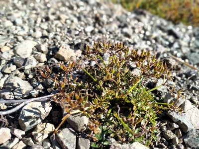 Gingidia decipiens, photographed by John Barkla
