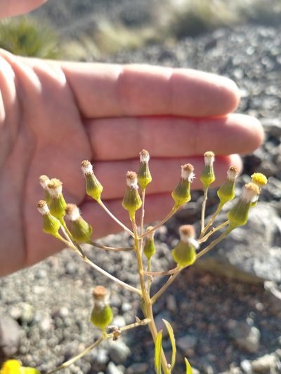 Senecio dunedinensis, photographed by John Barkla