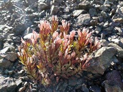 Epilobium pycnostachyum, photographed by John Barkla