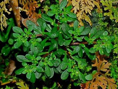Sedum actinocarpum, photographed by Jacy Chen