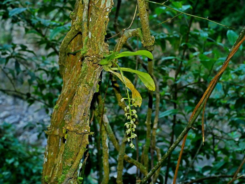 Liparis elliptica, photographed by Jacy Chen