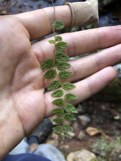 Peperomia tovariana, photographed by Skjold Søndergaard