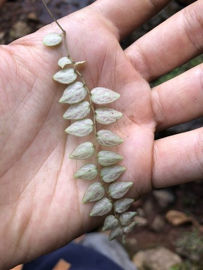 Peperomia tovariana, photographed by Skjold Søndergaard