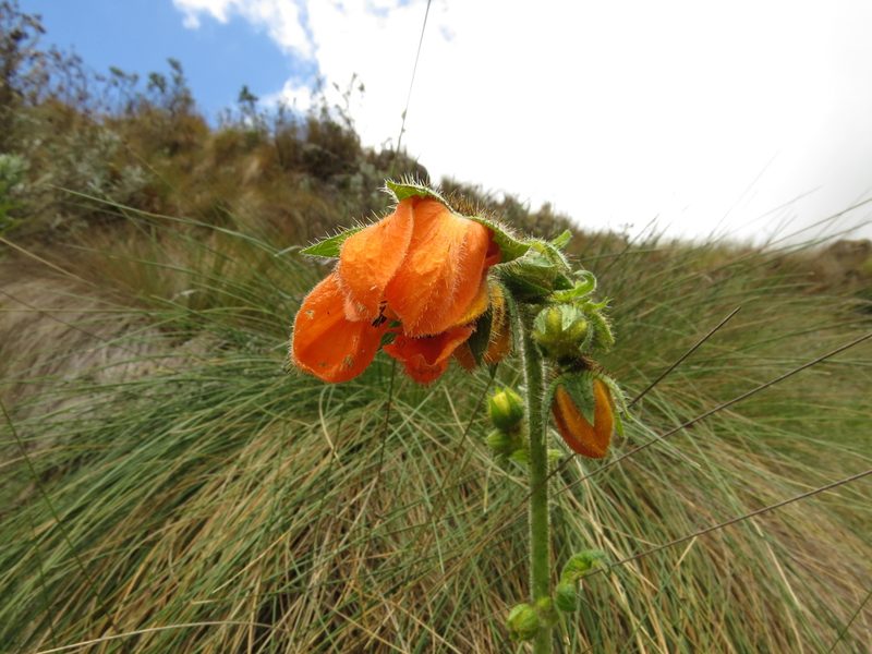 Nasa ranunculifolia, photographed by Manuel Roncal