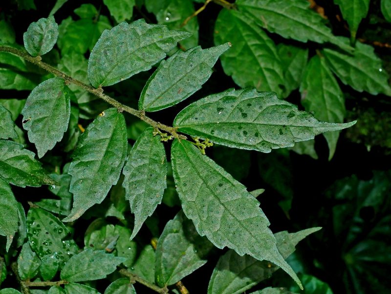 Pellionia pellucida, photographed by Jacy Chen