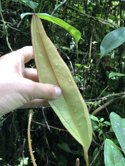 Anthurium caucanum, photographed by Skjold Søndergaard