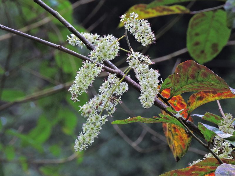 Homalium cochinchinense, photographed by Jacy Chen