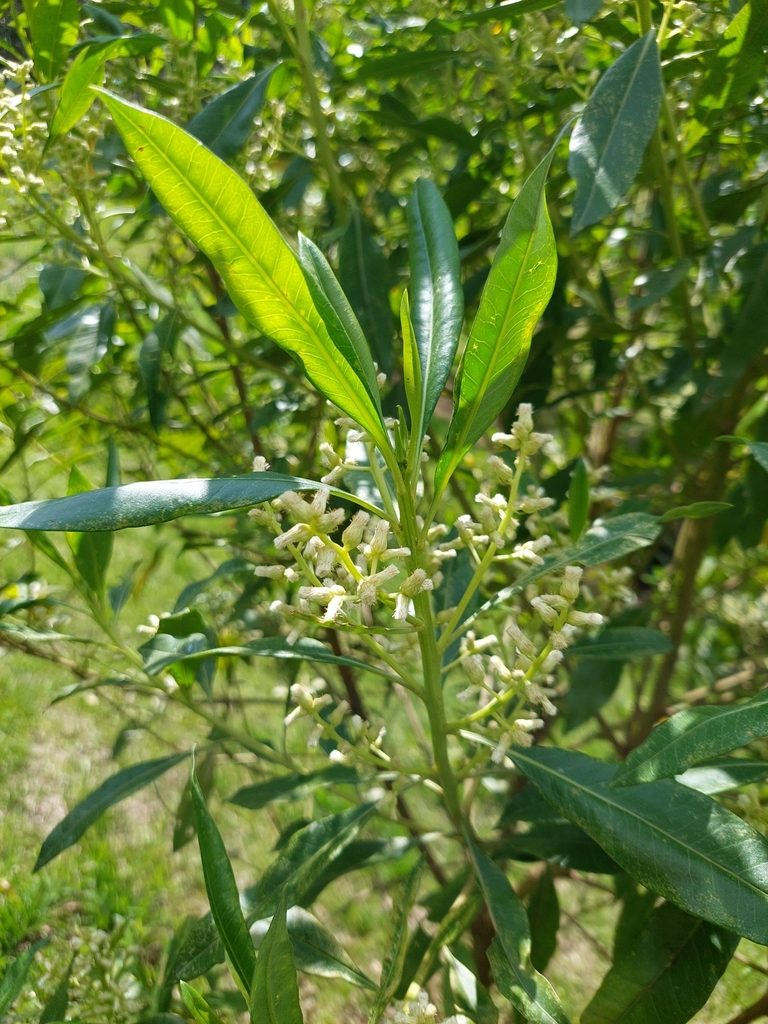 Baccharis nitida, photographed by Daniel Mesa