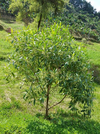 Baccharis nitida, photographed by Daniel Mesa