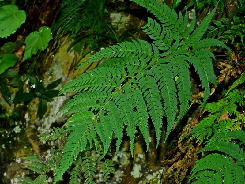 Dryopteris varia, photographed by Jacy Chen