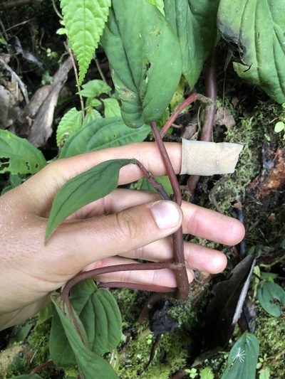 Peperomia sympodialis, photographed by Skjold Søndergaard