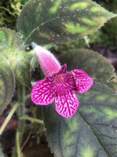 Kohleria amabilis, photographed by Skjold Søndergaard