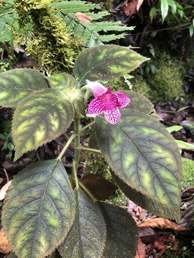 Kohleria amabilis, photographed by Skjold Søndergaard