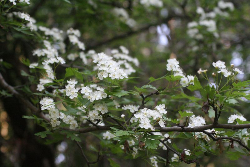 Crataegus granatensis, photographed by Oleg Kosterin
