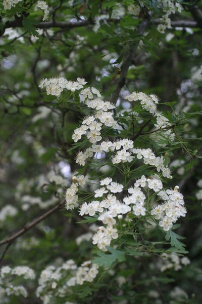 Crataegus granatensis, photographed by Oleg Kosterin