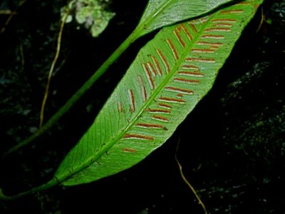 Asplenium formosae, photographed by Jacy Chen