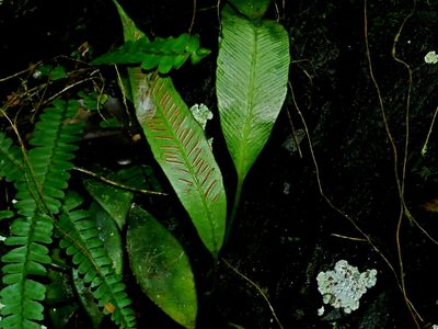 Asplenium formosae, photographed by Jacy Chen