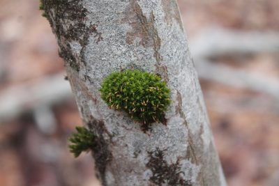 Ulota crispa, photographed by Violet T.