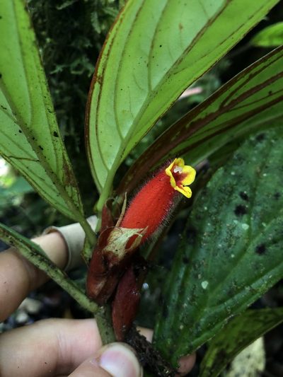 Columnea dimidiata, photographed by Skjold Søndergaard