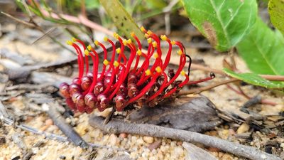 Grevillea laurifolia, photographed by Eamonn Culhane