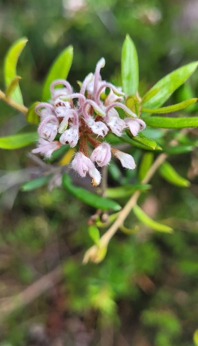Grevillea phylicoides, photographed by Eamonn Culhane