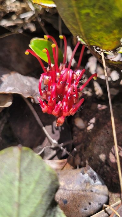 Grevillea laurifolia, photographed by Eamonn Culhane