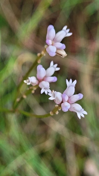 Conospermum tenuifolium, photographed by Eamonn Culhane
